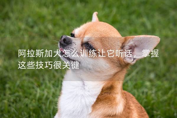 阿拉斯加犬怎么訓練讓它聽話，掌握這些技巧很關鍵